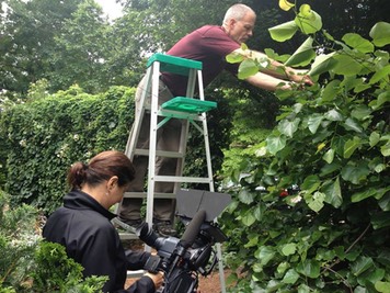 Bryce Lane on ladder pruning bush